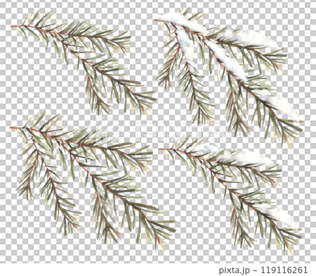 Winter fir branch with needles set. Snowy spruce, pine or cedar trees evergreen twig. Snow on a coniferous branch. Hand drawn illustration for Christmas card design Isolated clipart from background. 119116261