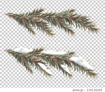 Winter spruce branches set. Snowy and evergreen a branch with needles. Spruce, pine or cedar trees snow branch. Botanical hand drawn illustration for greeting card. Isolated clipart from background 119116265