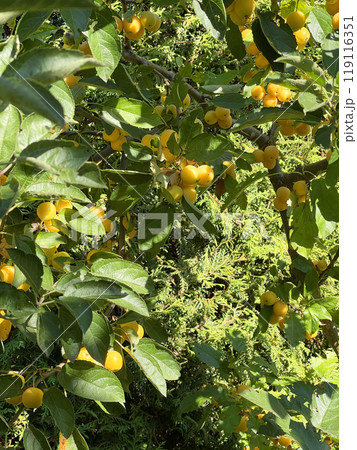 Harvest in garden. Small yellow apples for dessert, preparations for winter. Organic product.  119116351