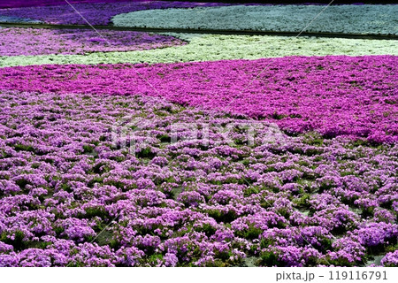 秩父市羊山公園の芝桜の丘に咲く芝桜 秩父市羊山公園の芝桜の丘に咲く芝桜 119116791