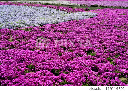 秩父市羊山公園の芝桜の丘に咲く芝桜 秩父市羊山公園の芝桜の丘に咲く芝桜 119116792