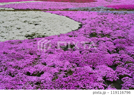 秩父市羊山公園の芝桜の丘に咲く芝桜 秩父市羊山公園の芝桜の丘に咲く芝桜 119116796