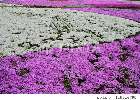秩父市羊山公園の芝桜の丘に咲く芝桜 秩父市羊山公園の芝桜の丘に咲く芝桜 119116799