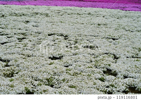 秩父市羊山公園の芝桜の丘に咲く芝桜 秩父市羊山公園の芝桜の丘に咲く芝桜 119116801