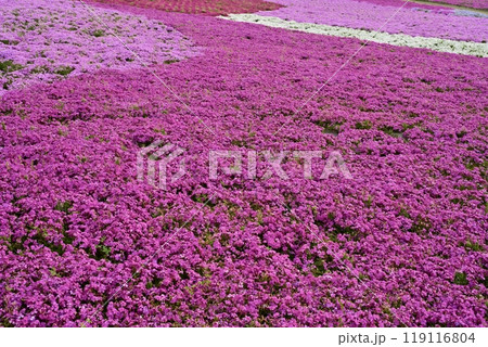 秩父市羊山公園の芝桜の丘に咲く芝桜 秩父市羊山公園の芝桜の丘に咲く芝桜 119116804