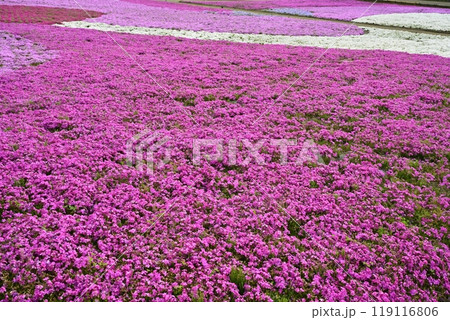 秩父市羊山公園の芝桜の丘に咲く芝桜 119116806