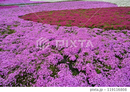 秩父市羊山公園の芝桜の丘に咲く芝桜 119116808