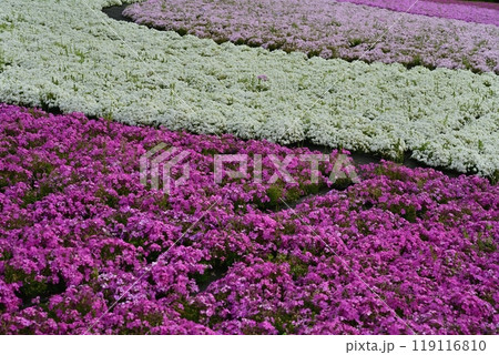 秩父市羊山公園の芝桜の丘に咲く芝桜 119116810