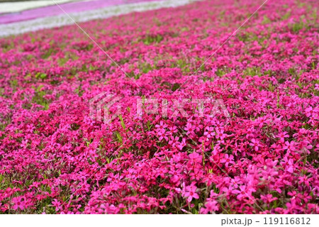 秩父市羊山公園の芝桜の丘に咲く芝桜 秩父市羊山公園の芝桜の丘に咲く芝桜 119116812