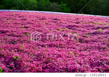 秩父市羊山公園の芝桜の丘に咲く芝桜 119116813