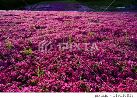 秩父市羊山公園の芝桜の丘に咲く芝桜 119116815