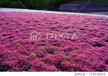秩父市羊山公園の芝桜の丘に咲く芝桜 秩父市羊山公園の芝桜の丘に咲く芝桜 119116818