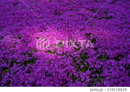 秩父市羊山公園の芝桜の丘に咲く芝桜 119116819