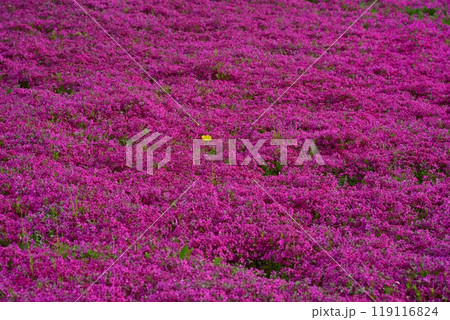 秩父市羊山公園の芝桜の丘に咲く芝桜にタンポポの花 119116824