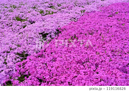 秩父市羊山公園の芝桜の丘に咲く芝桜 119116826