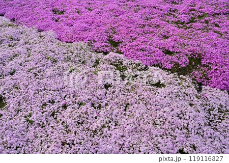 秩父市羊山公園の芝桜の丘に咲く芝桜 119116827