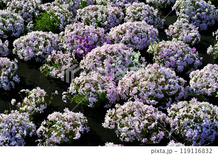 秩父市羊山公園の芝桜の丘に咲く芝桜 秩父市羊山公園の芝桜の丘に咲く芝桜 119116832