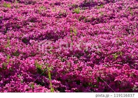 秩父市羊山公園の芝桜の丘に咲く芝桜 秩父市羊山公園の芝桜の丘に咲く芝桜 119116837