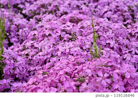 秩父市羊山公園の芝桜の丘に咲く芝桜に水滴付くスギナ 119116846