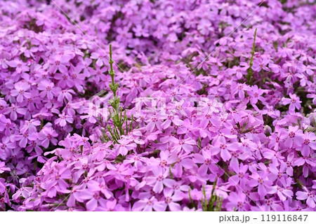秩父市羊山公園の芝桜の丘に咲く芝桜に水滴付くスギナ 119116847