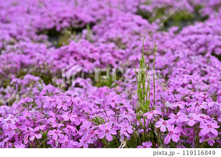 秩父市羊山公園の芝桜の丘に咲く芝桜に水滴付くスギナ 秩父市羊山公園の芝桜の丘に咲く芝桜に水滴付くスギナ 119116849