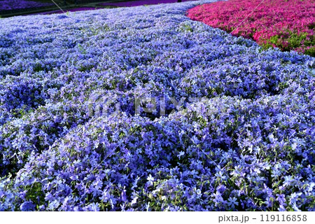 秩父市羊山公園の芝桜の丘に咲く芝桜 秩父市羊山公園の芝桜の丘に咲く芝桜 119116858