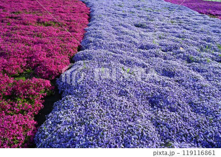 秩父市羊山公園の芝桜の丘に咲く芝桜 119116861