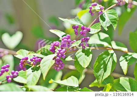紫色のムラサキシキブの実（秋、九月） 119116914