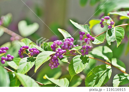 紫色のムラサキシキブの実（秋、九月） 119116915