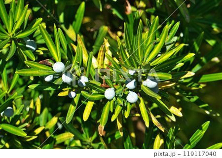 水色のラカンマキの実（秋、九月） 119117040