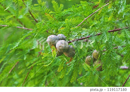 ラクウショウの実（秋、九月） 119117180