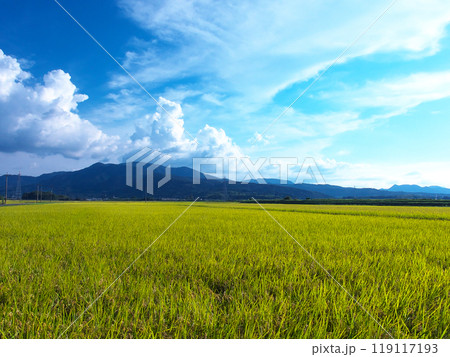 平野の実り 平野の実り 119117193