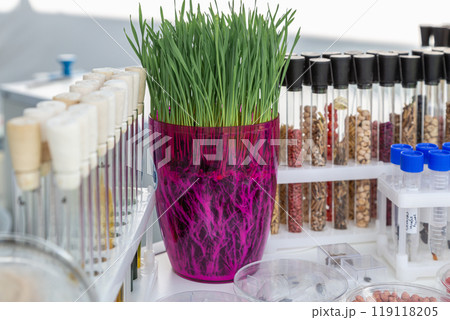wheat sprouts sprouted in a transparent jar in soil, roots visible wheat sprouts sprouted in a transparent jar in soil, roots visible 119118205