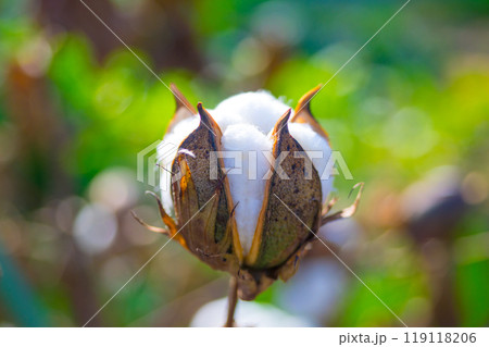 ワタの実 119118206