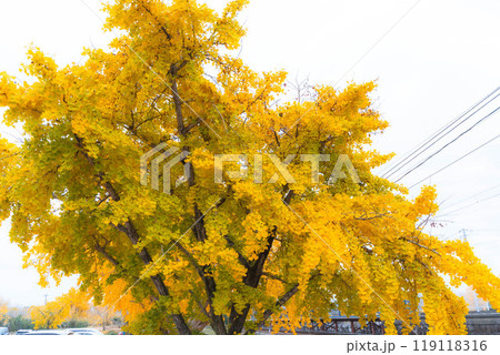 紅葉したイチョウの木 紅葉したイチョウの木 119118316