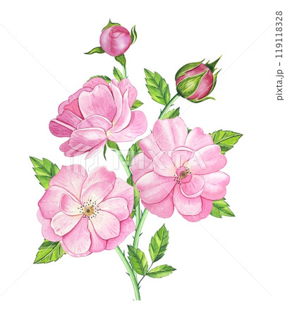 Bouquet with pink tea rose. Hand drawn watercolor illustration Bouquet with pink tea rose. Hand drawn watercolor illustration 119118328