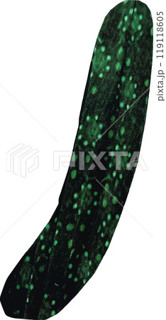 手描き風かわいいきゅうり 手描き風かわいいきゅうり 119118605