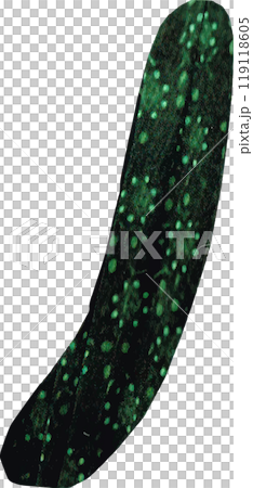 手繪可愛黃瓜 119118605