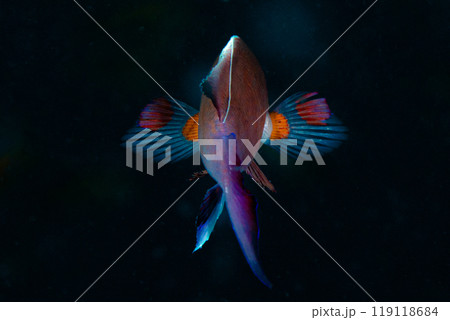 全力で羽ばたく 119118684