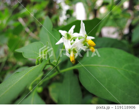 イヌホオズキ・アメリカイヌホウズキ イヌホオズキ・アメリカイヌホウズキ 119118906