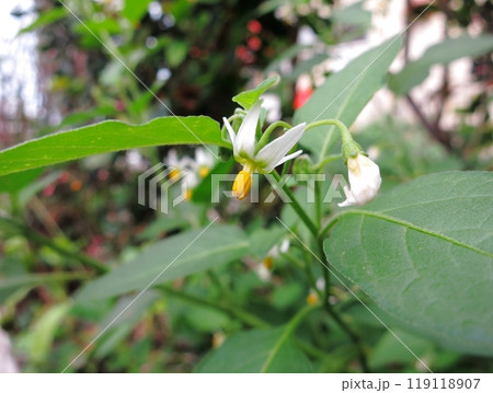 イヌホオズキ・アメリカイヌホウズキ 119118907
