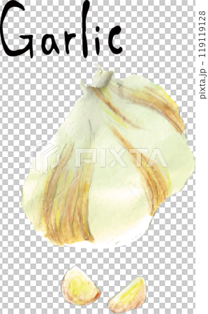 色鉛筆で描いたニンニクのイラスト 色鉛筆で描いたニンニクのイラスト 119119128