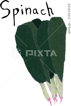 新鮮なほうれん草　野菜 119119129