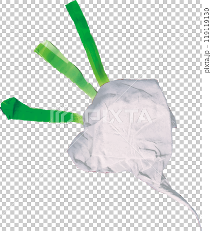 White turnip 119119130