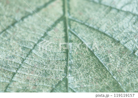 カサカサのキウイフルーツの表の葉と葉脈のアップ淡色 119119157