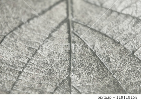カサカサのキウイフルーツの表の葉と葉脈のアップモノクロ 119119158