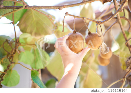 キウイフルーツをもぎ取る子どもの手 119119164