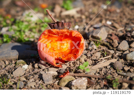 野鳥に噛じられて落ちた完熟した柿の実 119119170