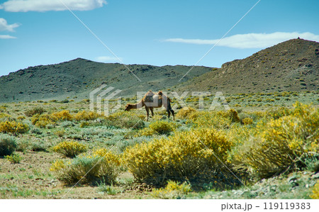 Typical Mongolian landscape wild camels 119119383