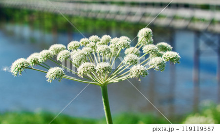 Angelica plan, umbelliferae bloom Angelica plan, umbelliferae bloom 119119387
